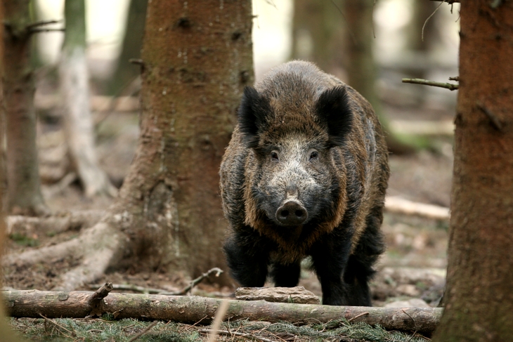 Bild eines Wildschweins ...
